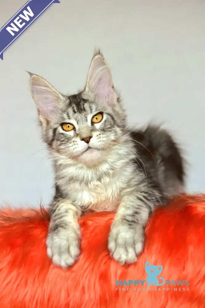 Yasya Maine Coon female black silver tabby live animals