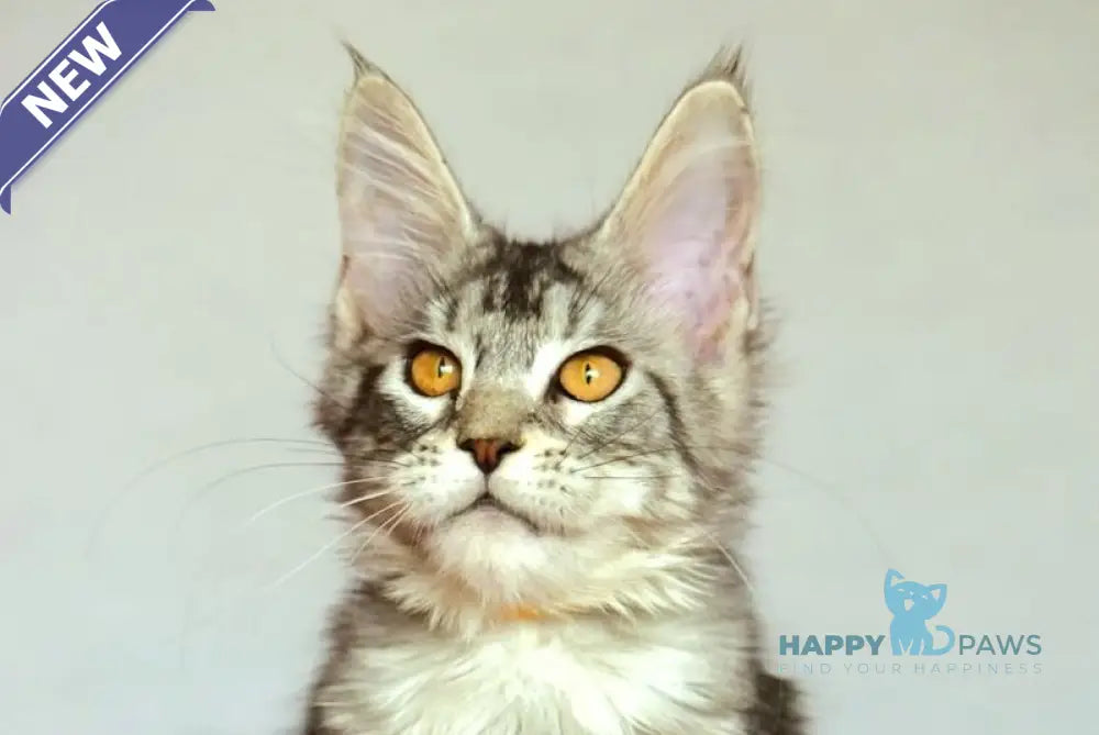 Yasya Maine Coon female black silver tabby live animals