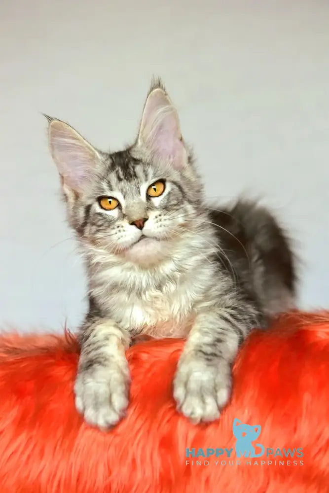 Yasya Maine Coon female black silver tabby live animals
