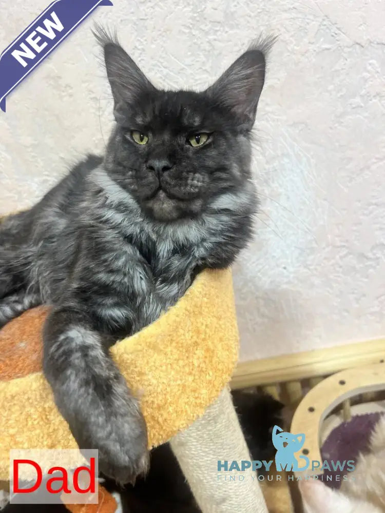 Yasya Maine Coon female black silver tabby live animals