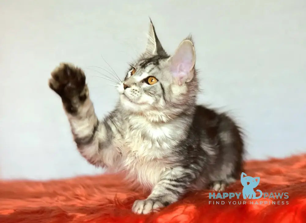 Yasya Maine Coon female black silver tabby live animals