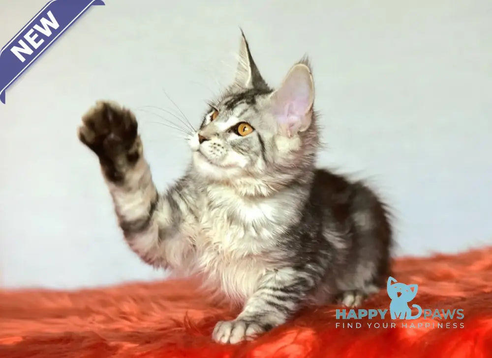 Yasya Maine Coon female black silver tabby live animals