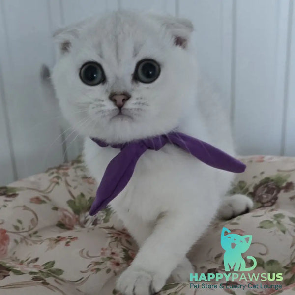 Yasya Scottish Fold female black silver shaded - live animals