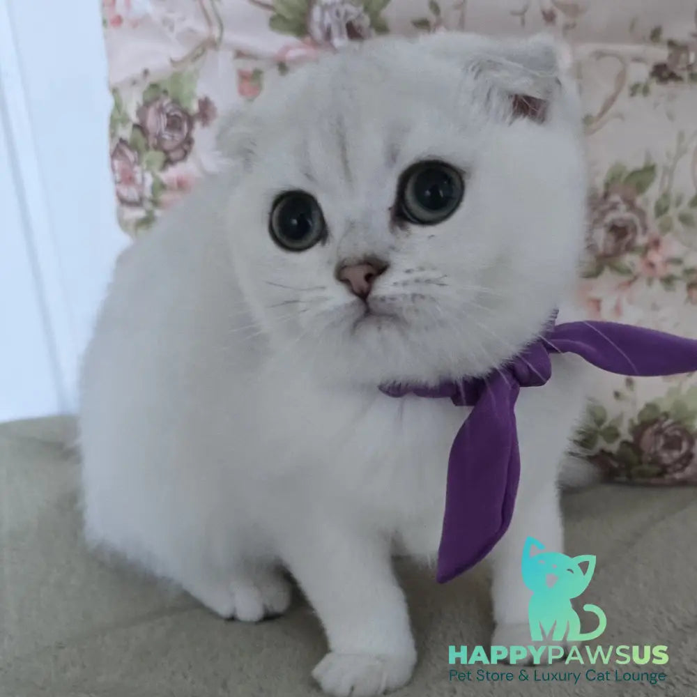 Yasya Scottish Fold female black silver shaded - live animals