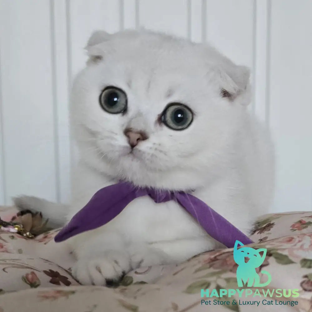 Yasya Scottish Fold female black silver shaded - live animals