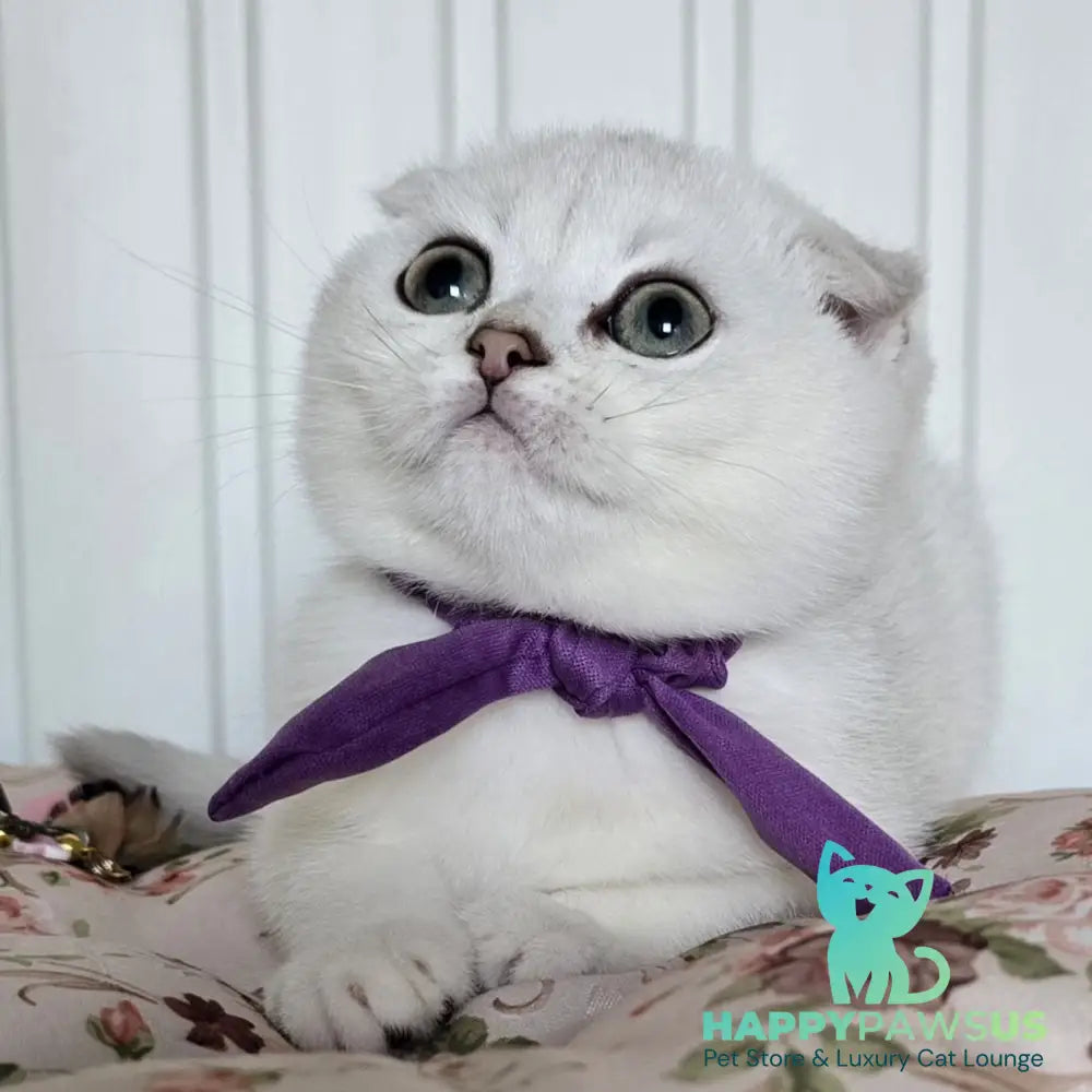 Yasya Scottish Fold female black silver shaded - live animals