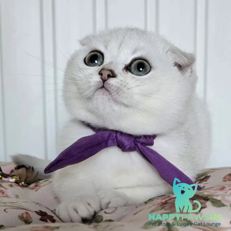Yasya Scottish Fold female black silver shaded - live animals