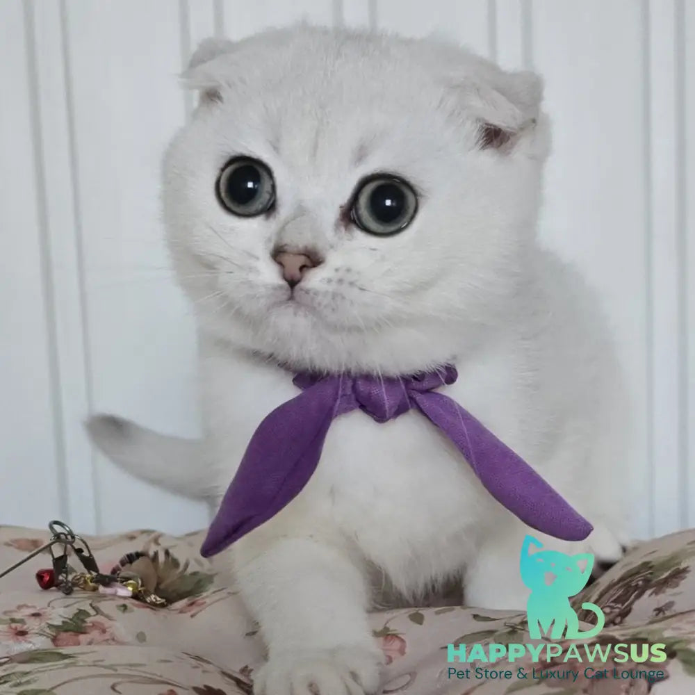 Yasya Scottish Fold female black silver shaded - live animals