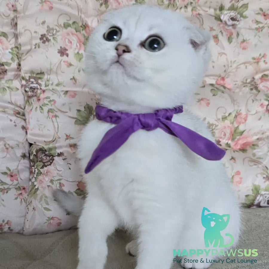 Yasya Scottish Fold female black silver shaded - live animals