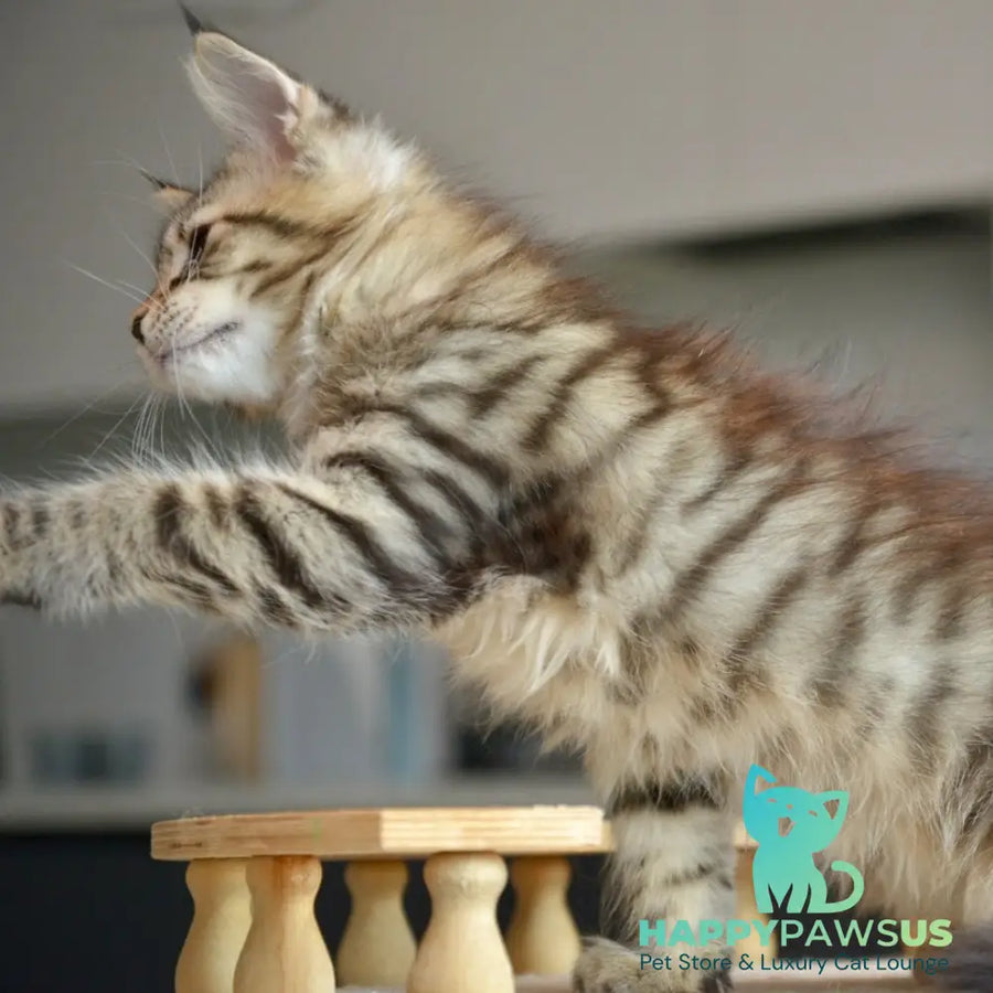 Yathana Maine Coon female black tabby - live animals