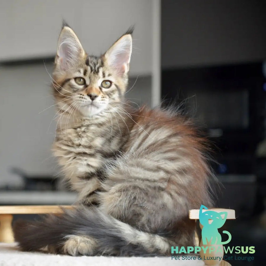 Yathana Maine Coon female black tabby - live animals