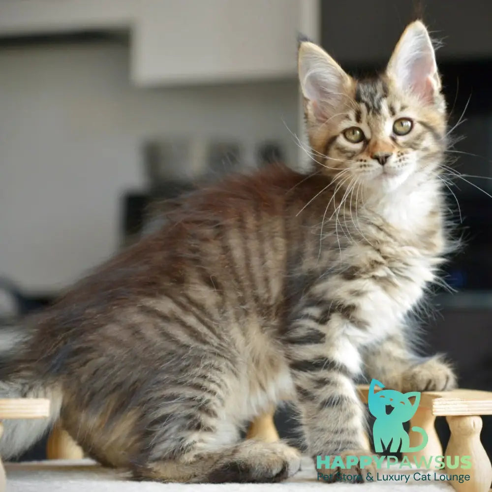 Yathana Maine Coon female black tabby - live animals