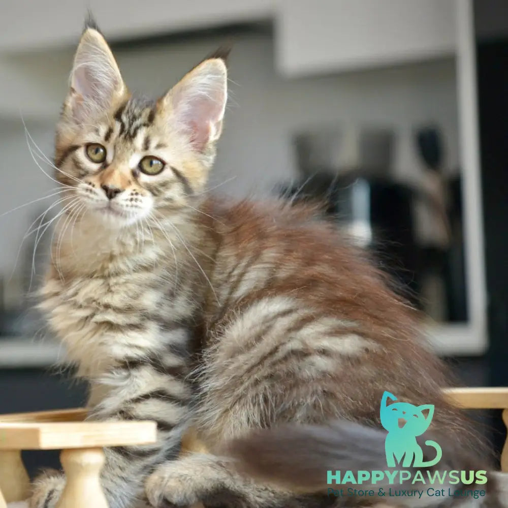 Yathana Maine Coon female black tabby - live animals