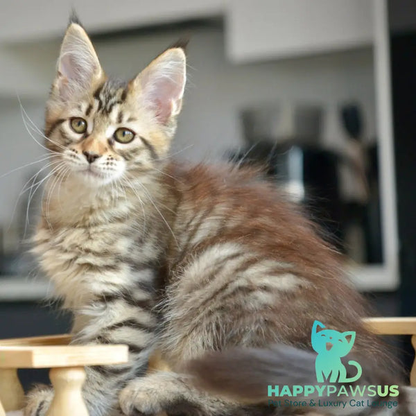 Yathana Maine Coon female black tabby - live animals