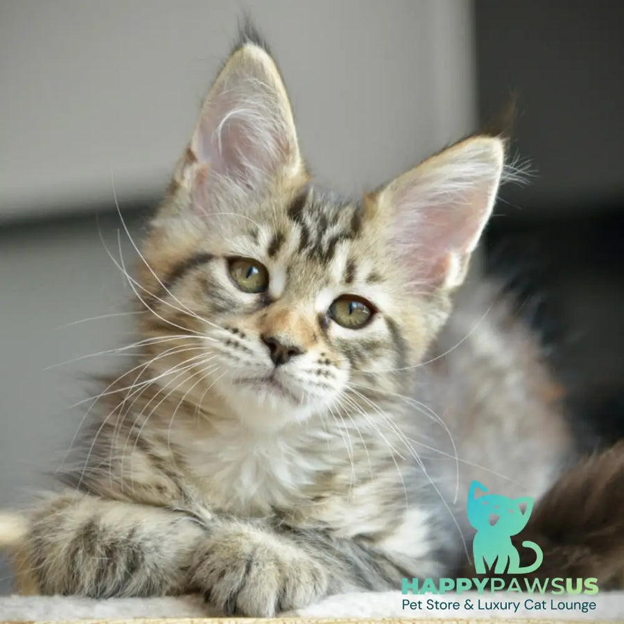 Yathana Maine Coon female black tabby - live animals