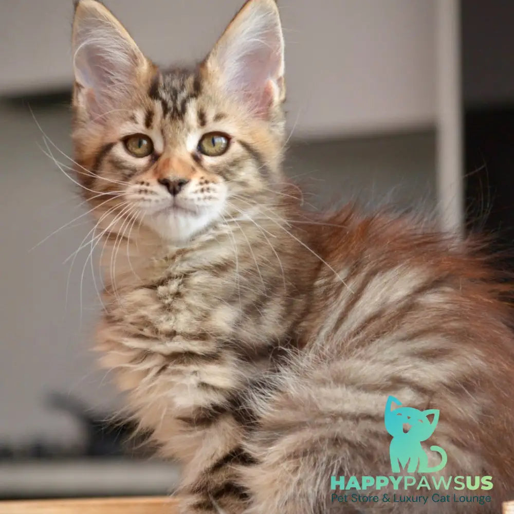 Yathana Maine Coon female black tabby - live animals