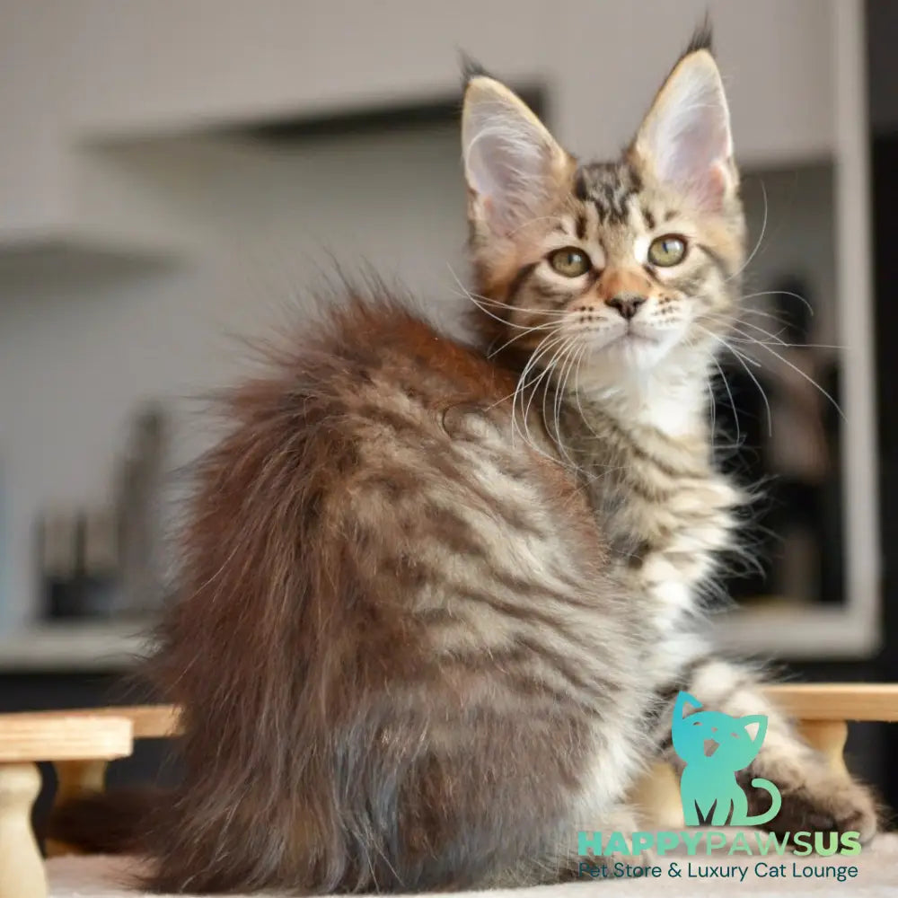 Yathana Maine Coon female black tabby - live animals