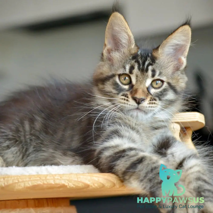 Yavanna Maine Coon female black tabby - live animals