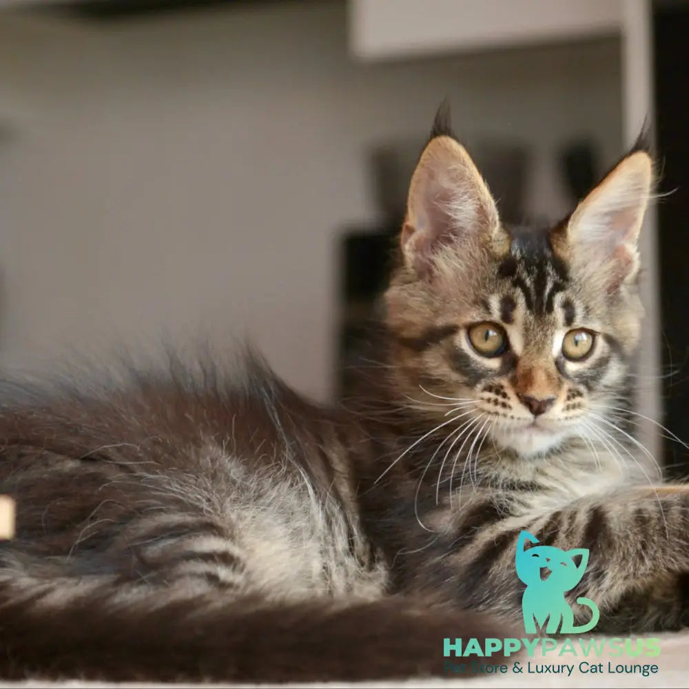 Yavanna Maine Coon female black tabby - live animals
