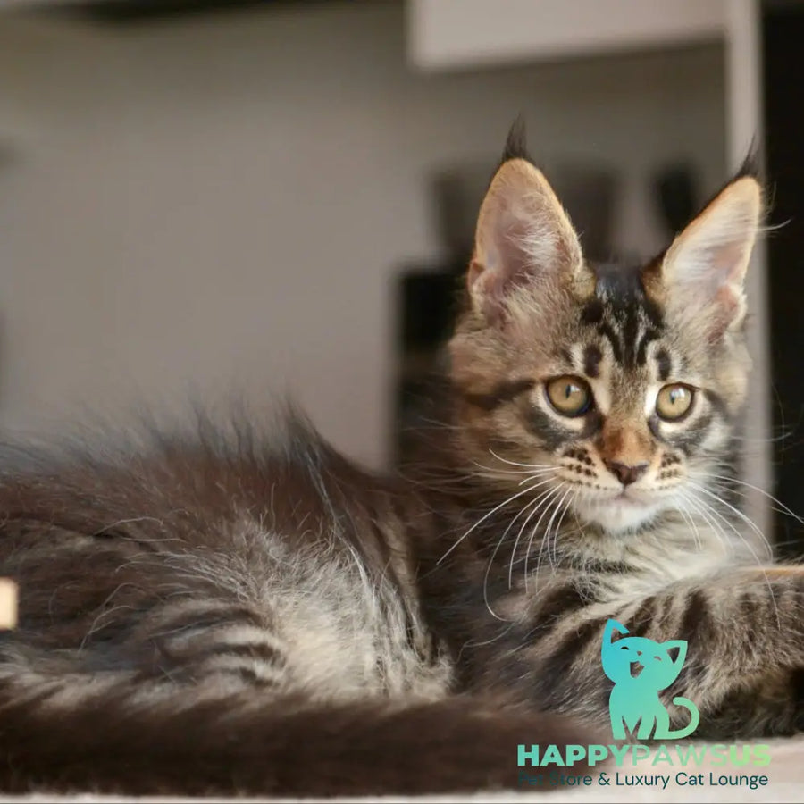 Yavanna Maine Coon female black tabby - live animals
