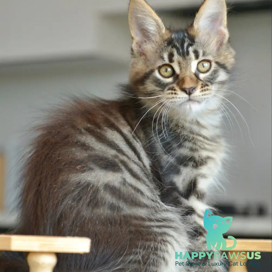 Yavanna Maine Coon female black tabby - live animals