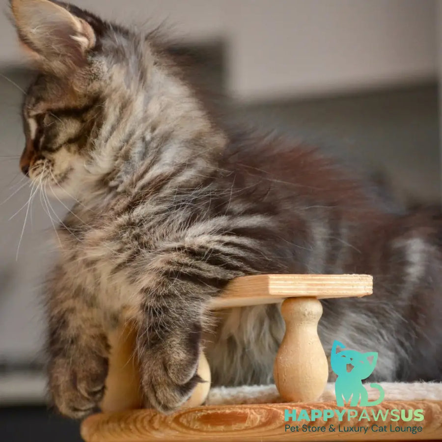 Yavanna Maine Coon female black tabby - live animals