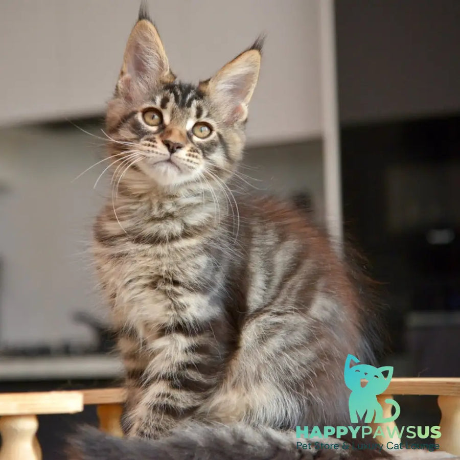 Yavanna Maine Coon female black tabby - live animals