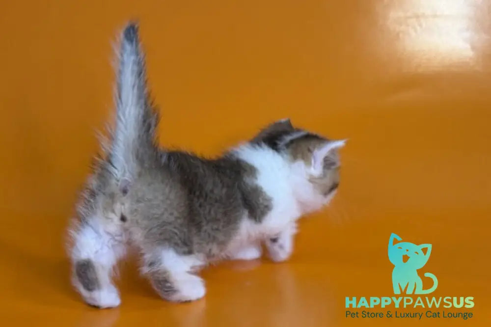 Yavik Munchkin male black golden ticked tabby - live animals