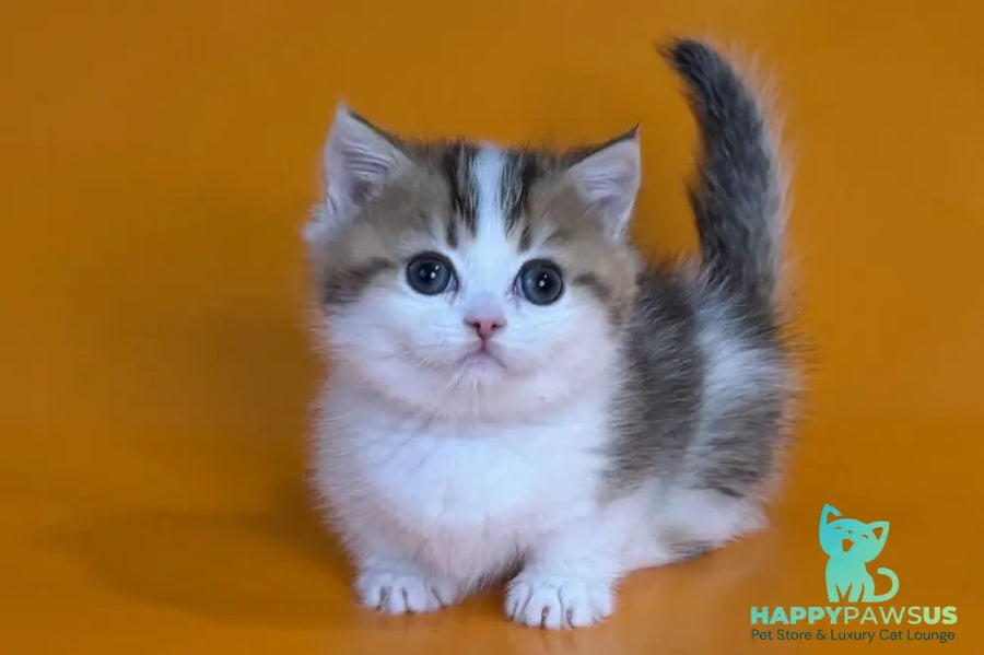Yavik Munchkin male black golden ticked tabby - live animals
