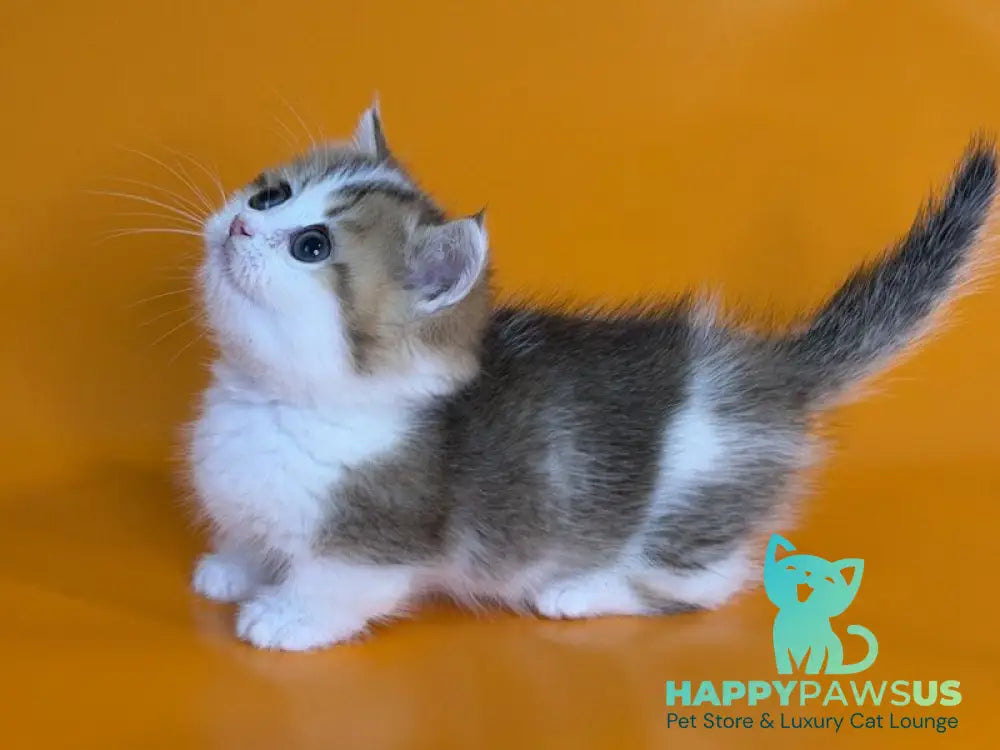 Yavik Munchkin male black golden ticked tabby - live animals