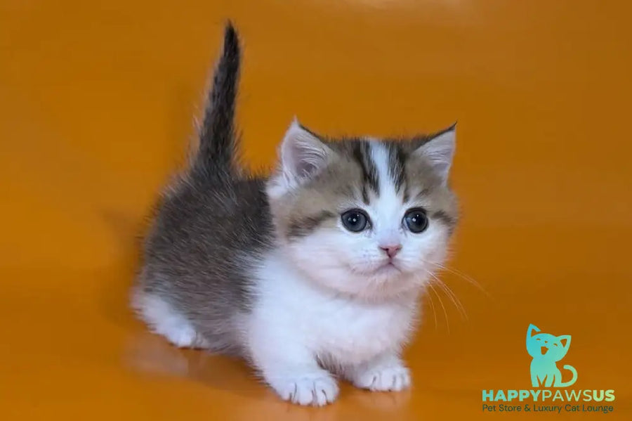 Yavik Munchkin male black golden ticked tabby - live animals