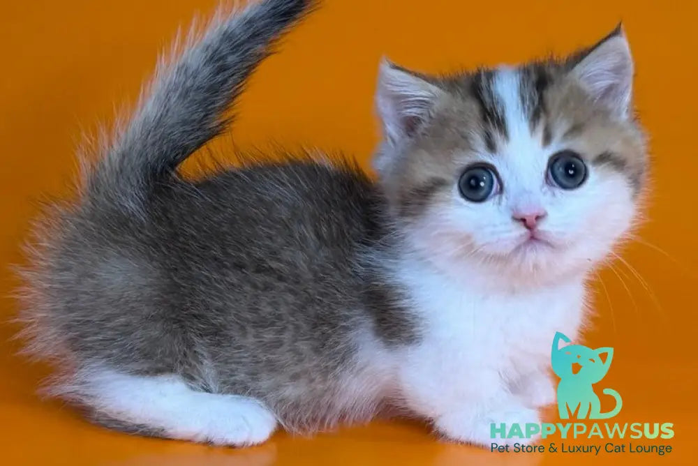 Yavik Munchkin male black golden ticked tabby - live animals