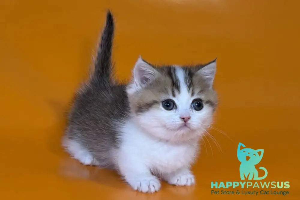 Yavik Munchkin male black golden ticked tabby - live animals