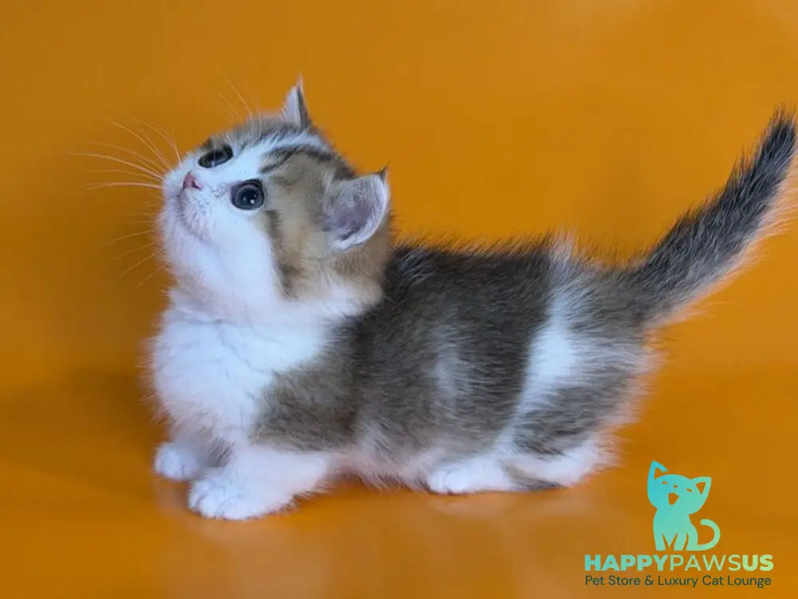 Yavik Munchkin male black golden ticked tabby - live animals