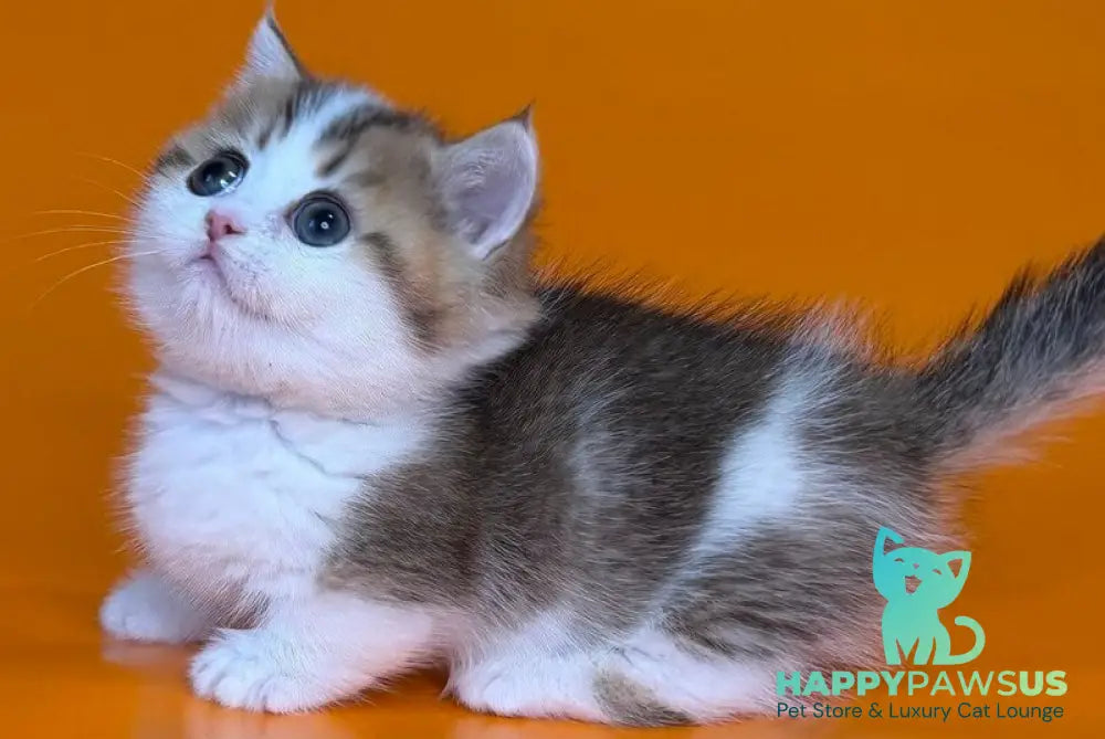 Yavik Munchkin male black golden ticked tabby - live animals