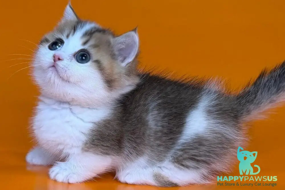 Yavik Munchkin male black golden ticked tabby - live animals
