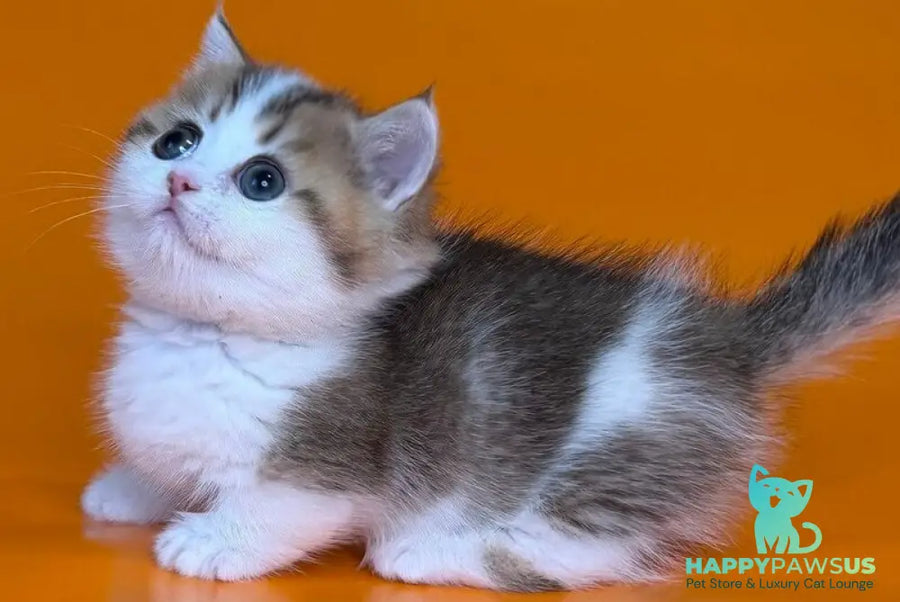 Yavik Munchkin male black golden ticked tabby - live animals