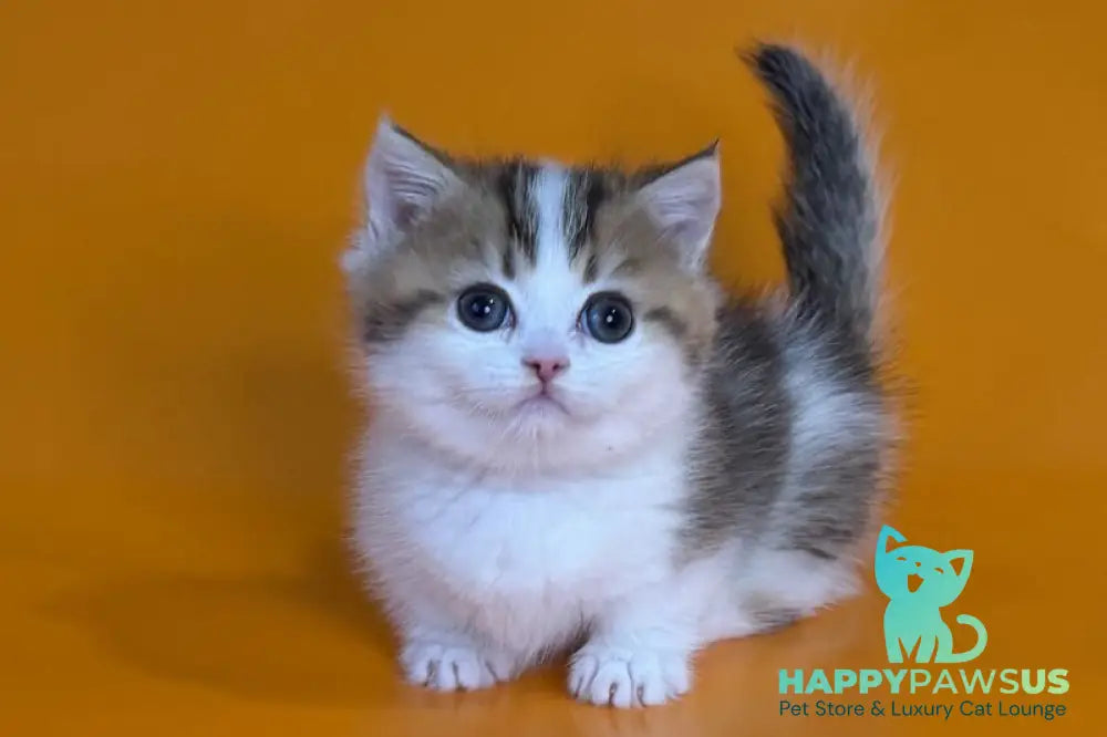 Yavik Munchkin male black golden ticked tabby - live animals