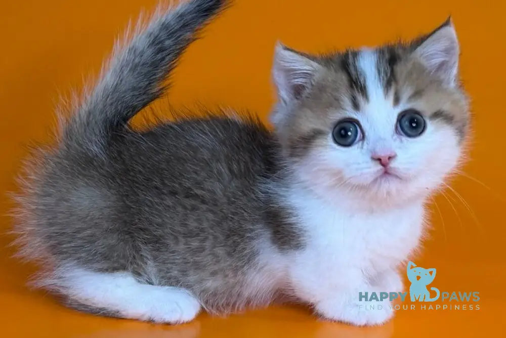 Yavik Munchkin male black golden ticked tabby - live animals