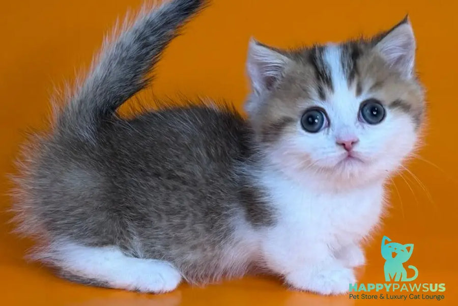 Yavik Munchkin male black golden ticked tabby - live animals