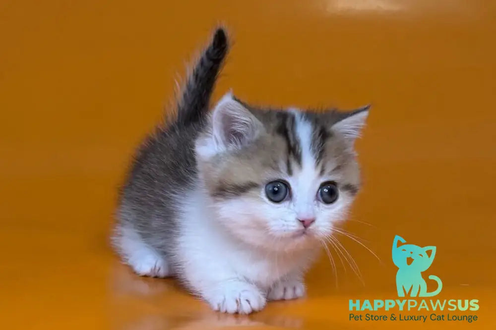 Yavik Munchkin male black golden ticked tabby - live animals