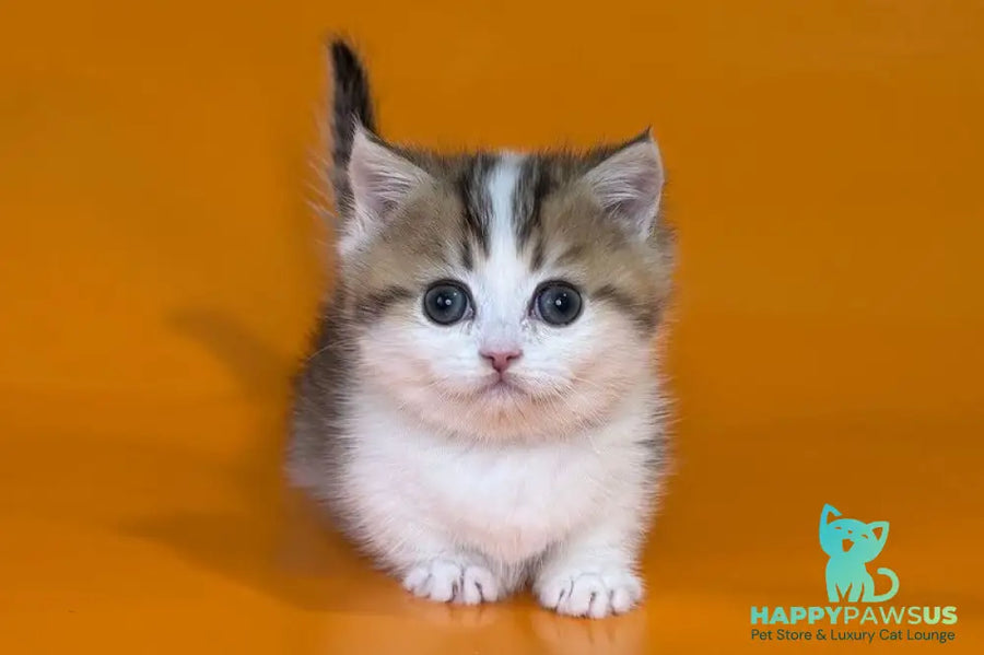 Yavik Munchkin male black golden ticked tabby - live animals