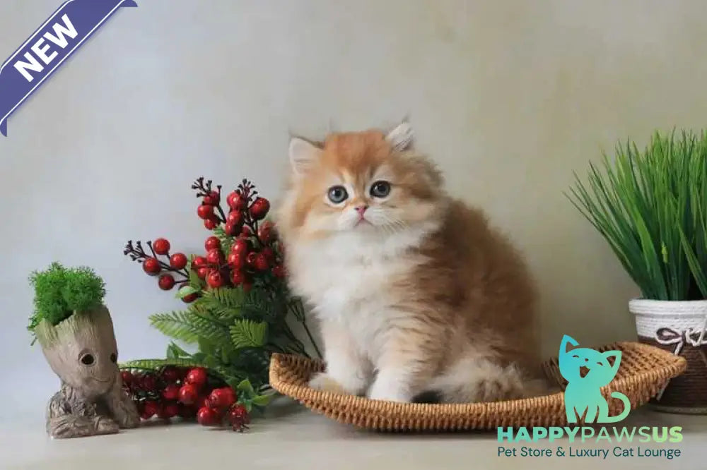 Yavor British Longhair female black golden chinchilla - live animals