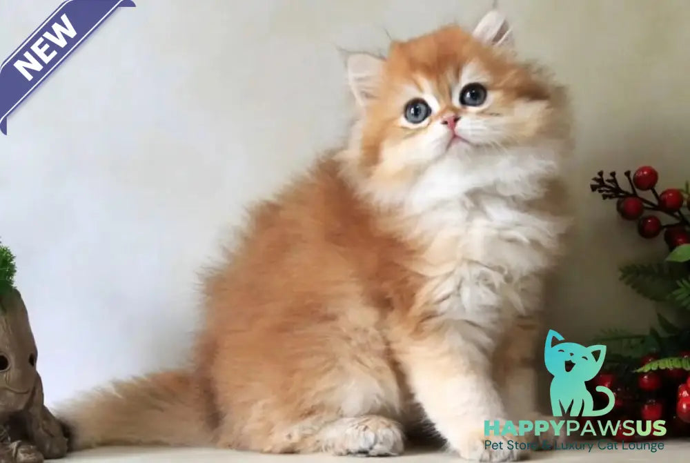 Yavor British Longhair female black golden chinchilla - live animals