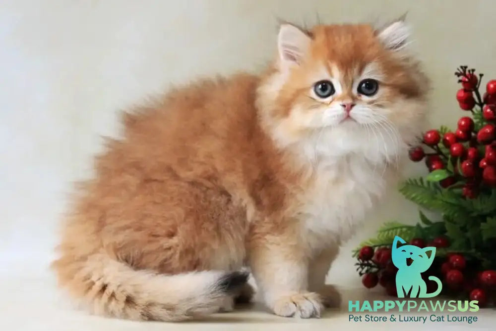 Yavor British Longhair female black golden chinchilla - live animals