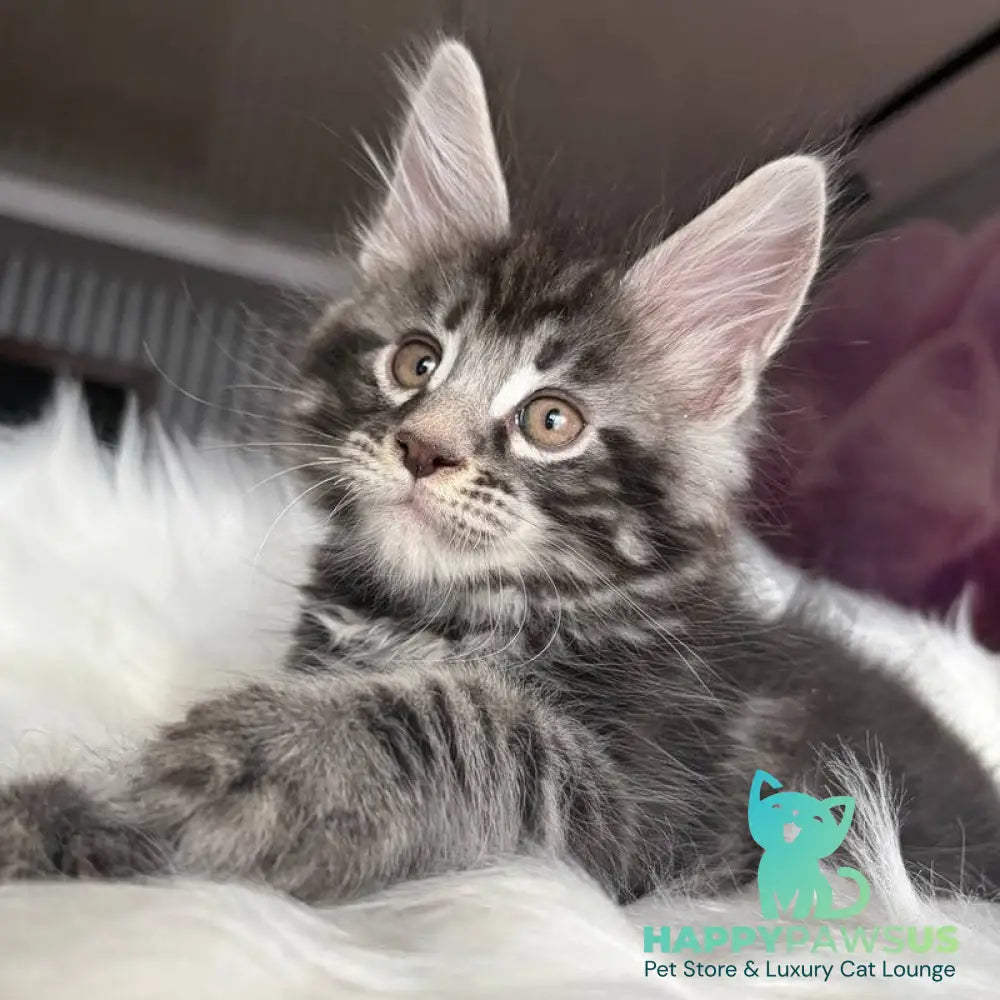 Yeager Maine Coon male black silver tabby - live animals