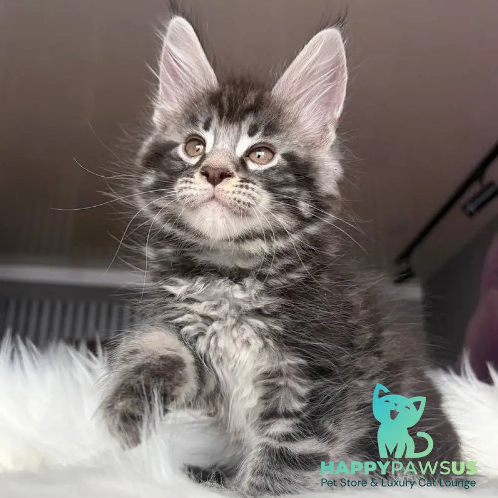 Yeager Maine Coon male black silver tabby - live animals