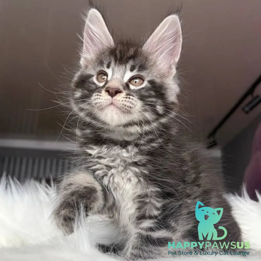 Yeager Maine Coon male black silver tabby - live animals