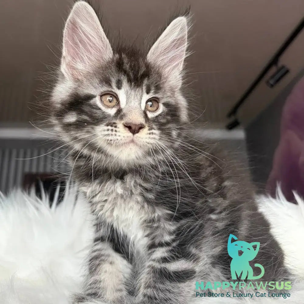 Yeager Maine Coon male black silver tabby - live animals