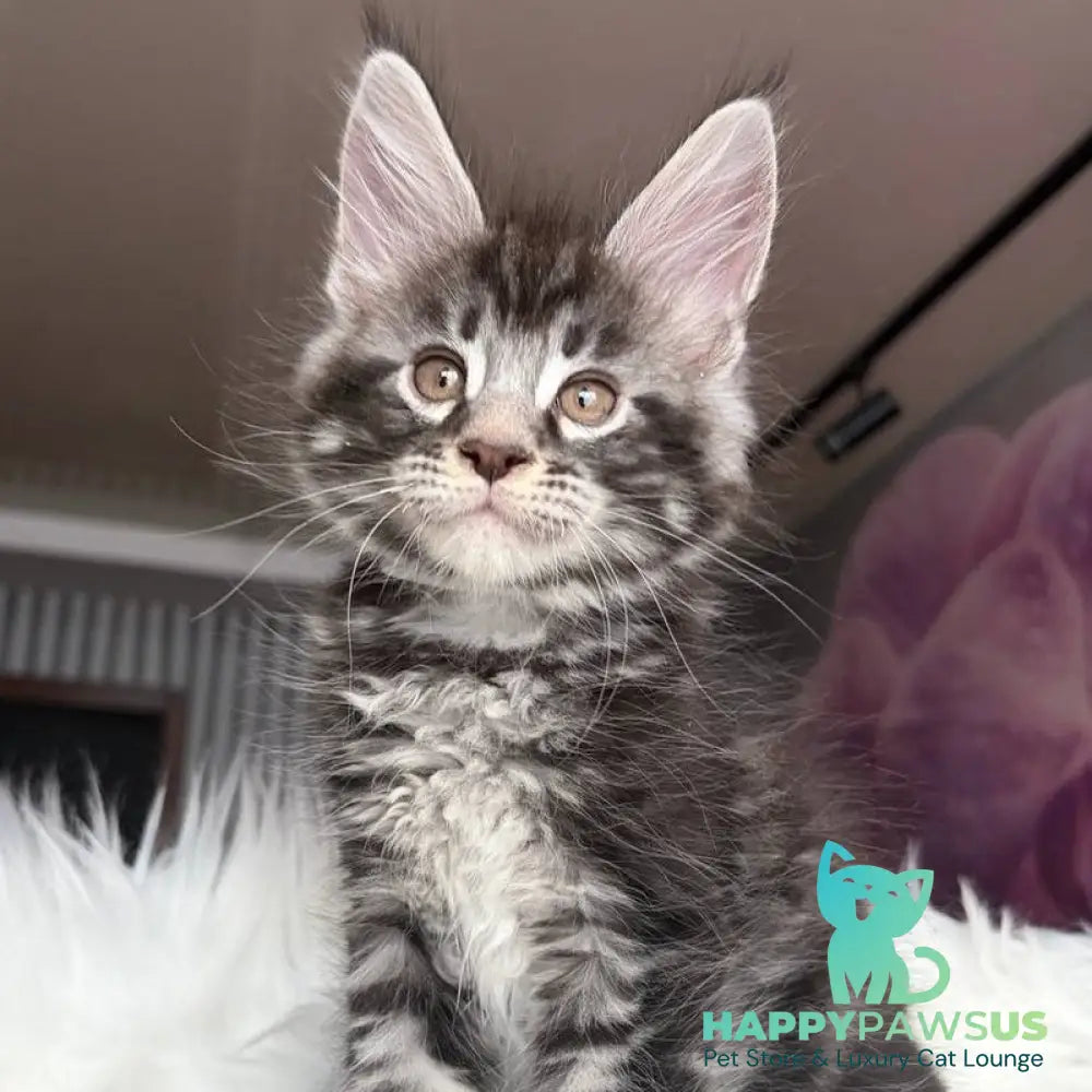 Yeager Maine Coon male black silver tabby - live animals